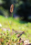 Setaria maximowiczii. Плодоносящее растение. Приморский край, г. Владивосток, на газоне. 13.09.2022.