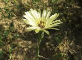 Lactuca tuberosa