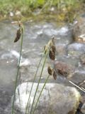 Carex coriophora