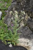 Cirsium echinus