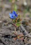 Veronica triphyllos