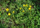 Ranunculus grandiflorus