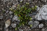 Taphrospermum altaicum