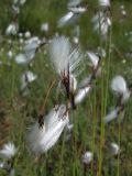 Eriophorum angustifolium. Верхушка плодоносящего побега. Магаданская обл., окр. г. Магадан, водораздел между бухтой Нагаева и р. Каменушка, исток руч. Корейский, кочкарная сырая тундра (300 м н.у.м.), осоко-пушициевый участок. 12.07.2023.