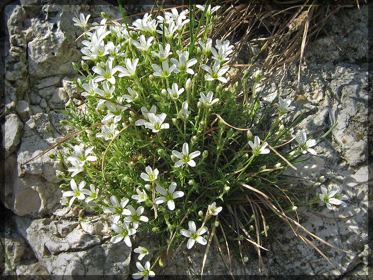 Изображение особи Arenaria grandiflora.