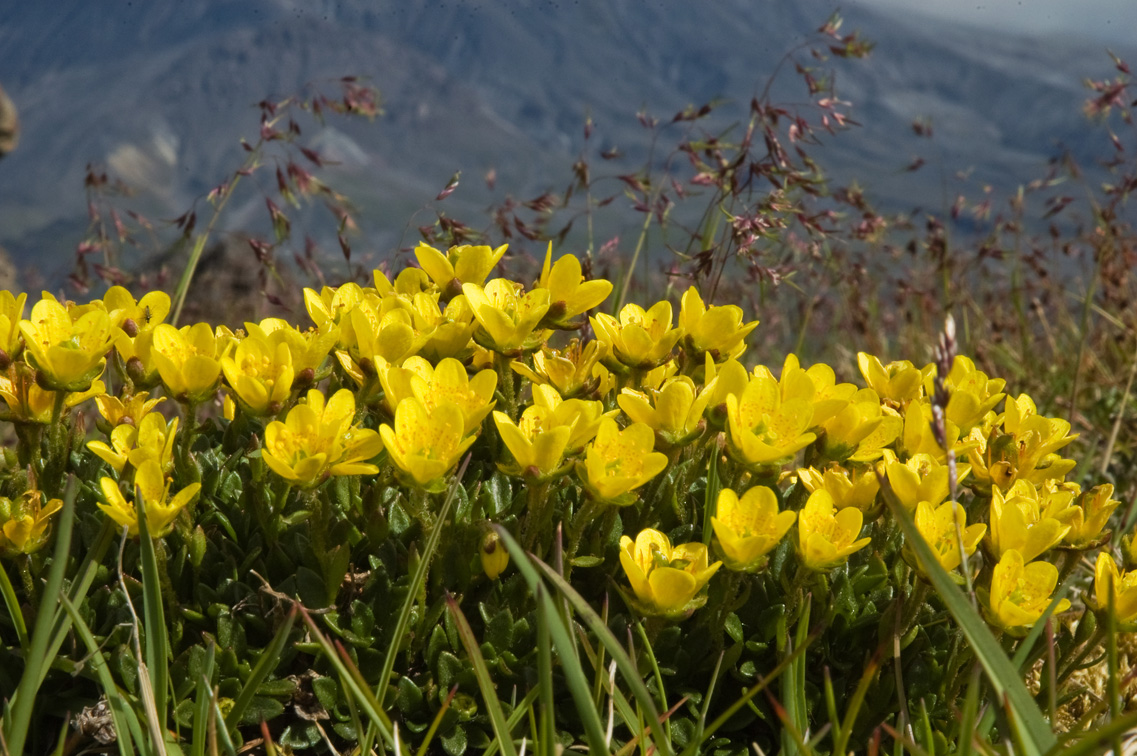 Изображение особи Saxifraga serpyllifolia.