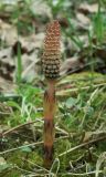 Equisetum arvense