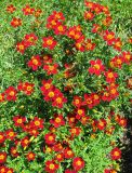 Tagetes tenuifolia. Цветущие растения. Германия, Бавария, Средняя Франкония, г. Нюрнберг, Нюрнбергская крепость, клумба. 28.06.2012.