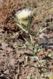 Cirsium turkestanicum