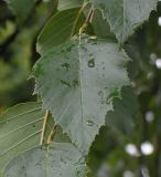 Betula nigra. Лист. Нидерланды, г. Venlo, \"Floriada 2012\". 11.09.2012.