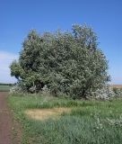 Populus × canescens. Группа взрослых деревьев. Ростовская обл., Азовский р-н, окр. с. Кугей. 19.05.2012.