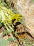 Astragalus pinetorum. Цветки с кормящейся самкой Bombus niveatus. Israel, Mount Hermon. 22.06.2012.