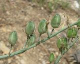 Ornithogalum pyrenaicum