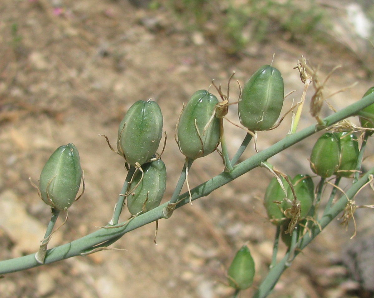 Изображение особи Ornithogalum pyrenaicum.