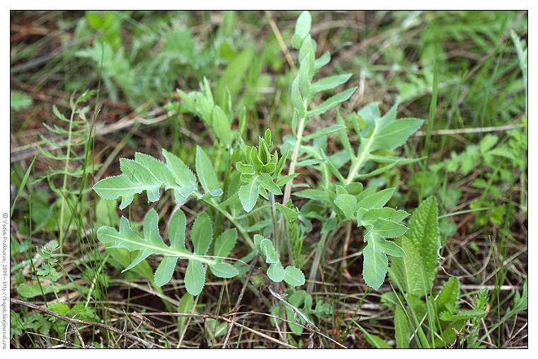 Изображение особи Rhaponticoides ruthenica.