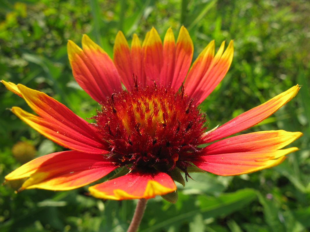 Изображение особи род Gaillardia.