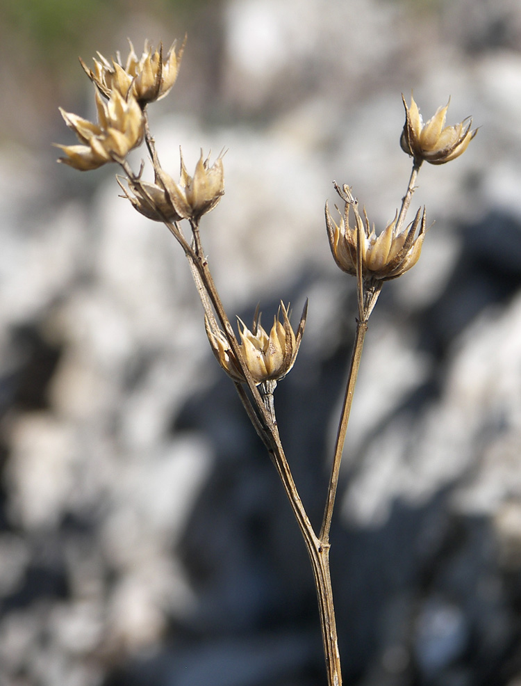 Изображение особи Linum tauricum.