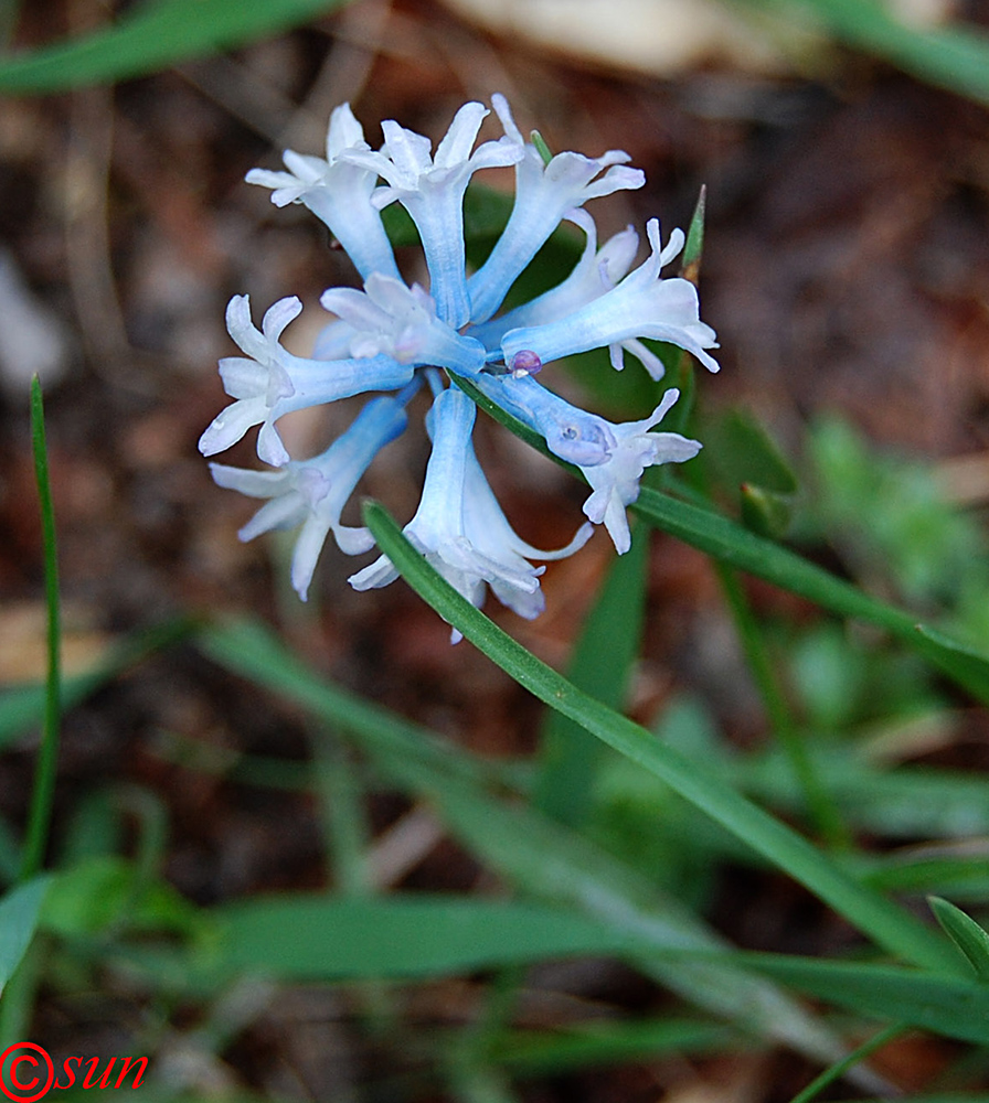 Изображение особи Hyacinthella pallasiana.