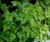 Aegopodium alpestre