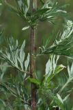 Artemisia vulgaris