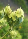 Heracleum dissectum. Созревающие плоды. Томская обл., окр. г. Томск, лесной луг. 27.07.2009.