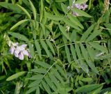 Galega officinalis