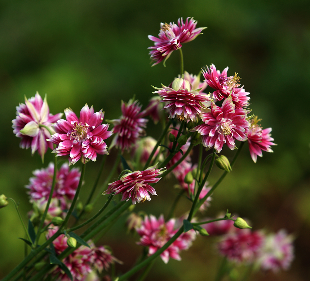 Изображение особи Aquilegia vulgaris var. stellata.