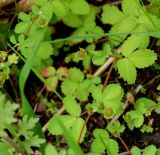 Potentilla centigrana