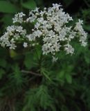 Valeriana rossica