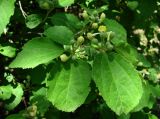 Grewia biloba разновидность parviflora. Верхушка цветущей ветви. Краснодарский край, Сочи, Дендрарий. 01.07.2015.