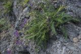 Oxytropis ochotensis