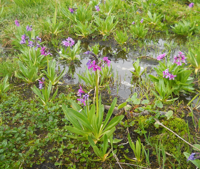 Изображение особи Primula nivalis.