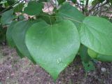 Cercis chinensis