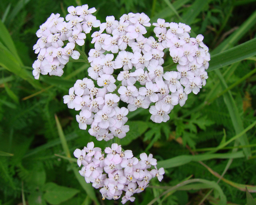 Изображение особи Achillea millefolium.