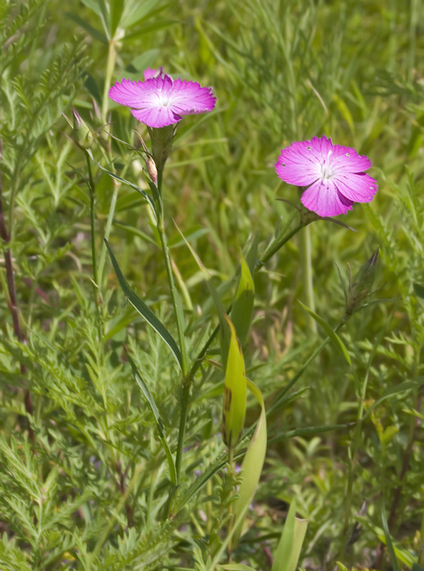 Изображение особи Dianthus versicolor.