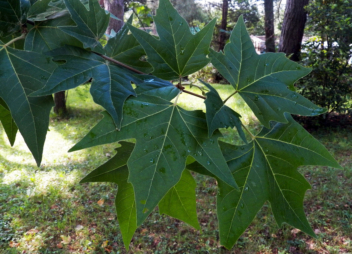 Изображение особи Platanus orientalis.