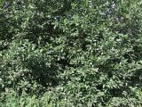 Salix caprea. Крона отплодоносившего многоствольного дерева. Мурманск, мкр-н Росляково, заросший рудеральный пустырь. 16.07.2016.