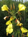 Oenothera glazioviana