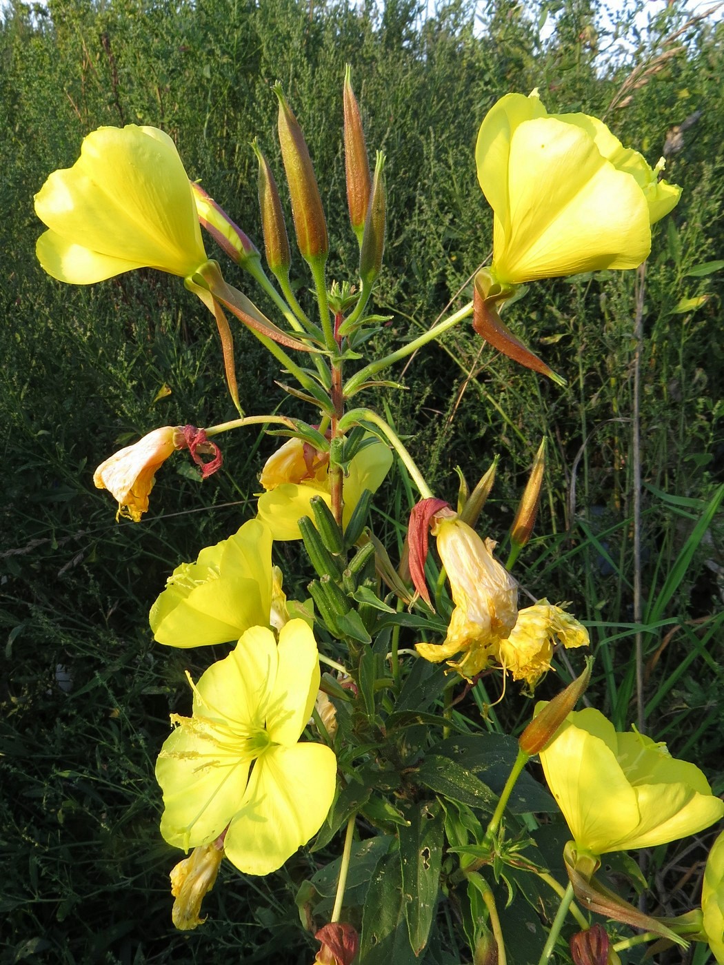 Изображение особи Oenothera glazioviana.