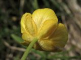 Ranunculus auricomus. Цветок (вид со стороны чашечки). Нидерланды, провинция Overijssel, община Zwartewaterland, заказник De Brommerd, луг в пойме реки Zwarte Water. 24 апреля 2010 г.