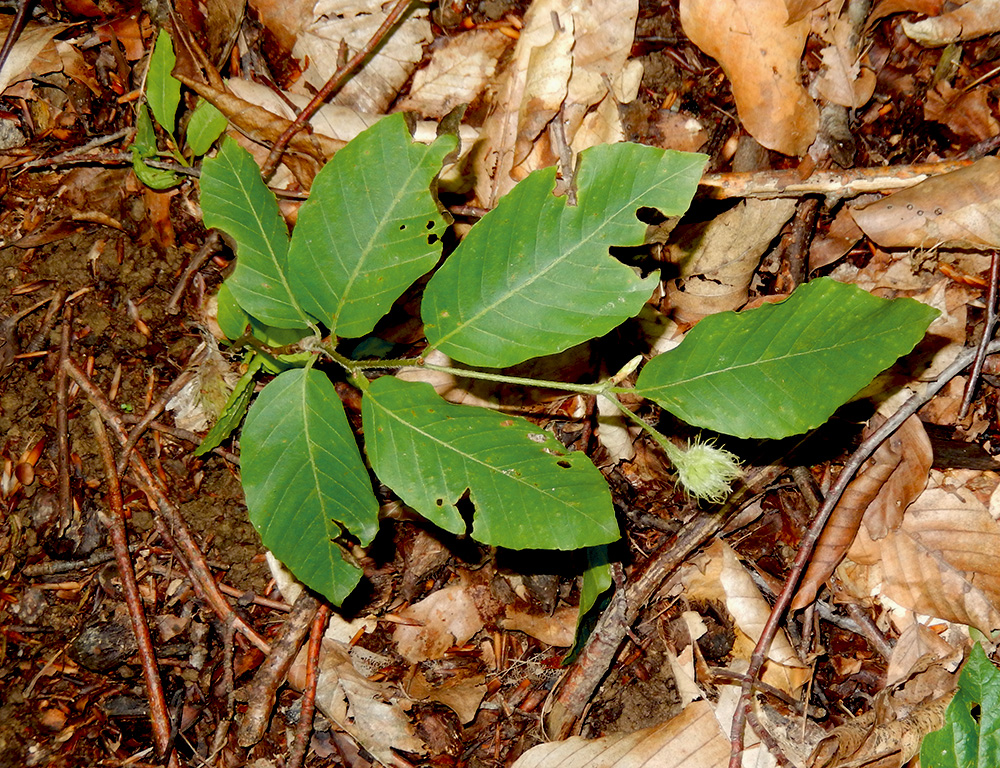 Изображение особи Fagus orientalis.