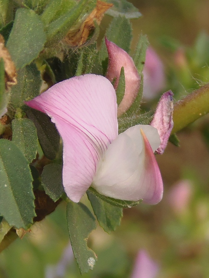 Изображение особи Ononis arvensis ssp. spinescens.