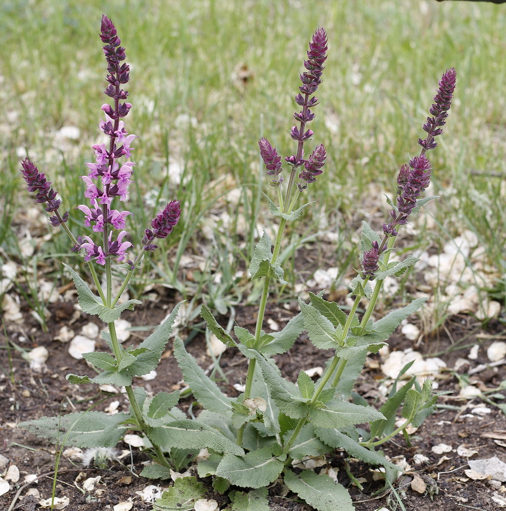 Изображение особи Salvia tesquicola.