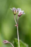 род Geranium. Соцветие с цветками и бутоном. Санкт-Петербург, Старый Петергоф, парк \"Сергиевка\", лужайка. 04.06.2017.