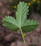 Potentilla tephroleuca