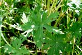 Geranium pratense