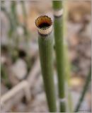 Equisetum hyemale. Сросшиеся чешуевидные листья на верхушке обломанного побега. Чувашия, окр. г. Шумерля, берег р. Сура перед Бобровскими песками. 17 апреля 2010 г.