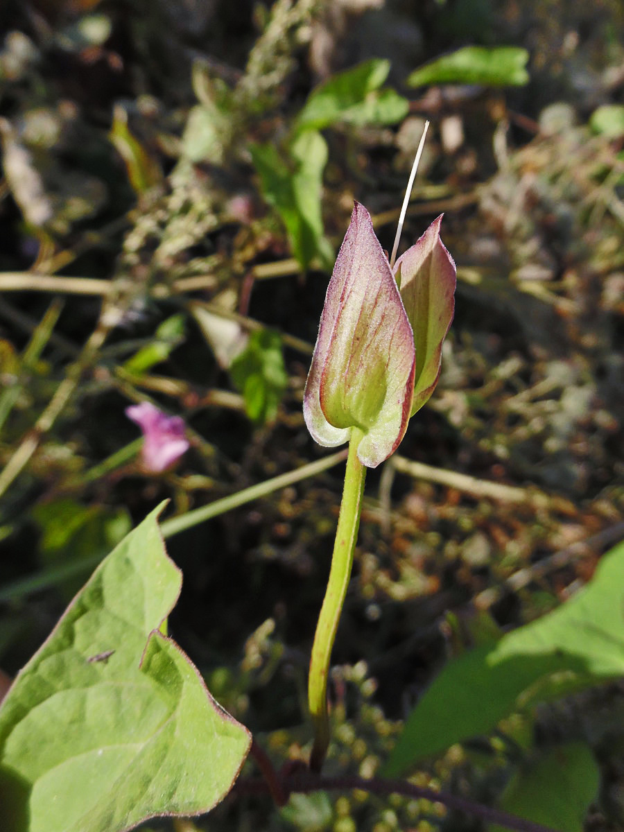 Изображение особи Calystegia inflata.