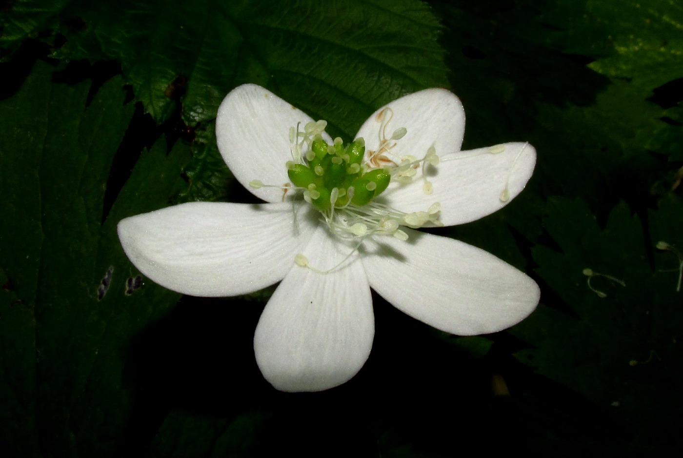 Изображение особи Anemone baicalensis ssp. kebeshensis.