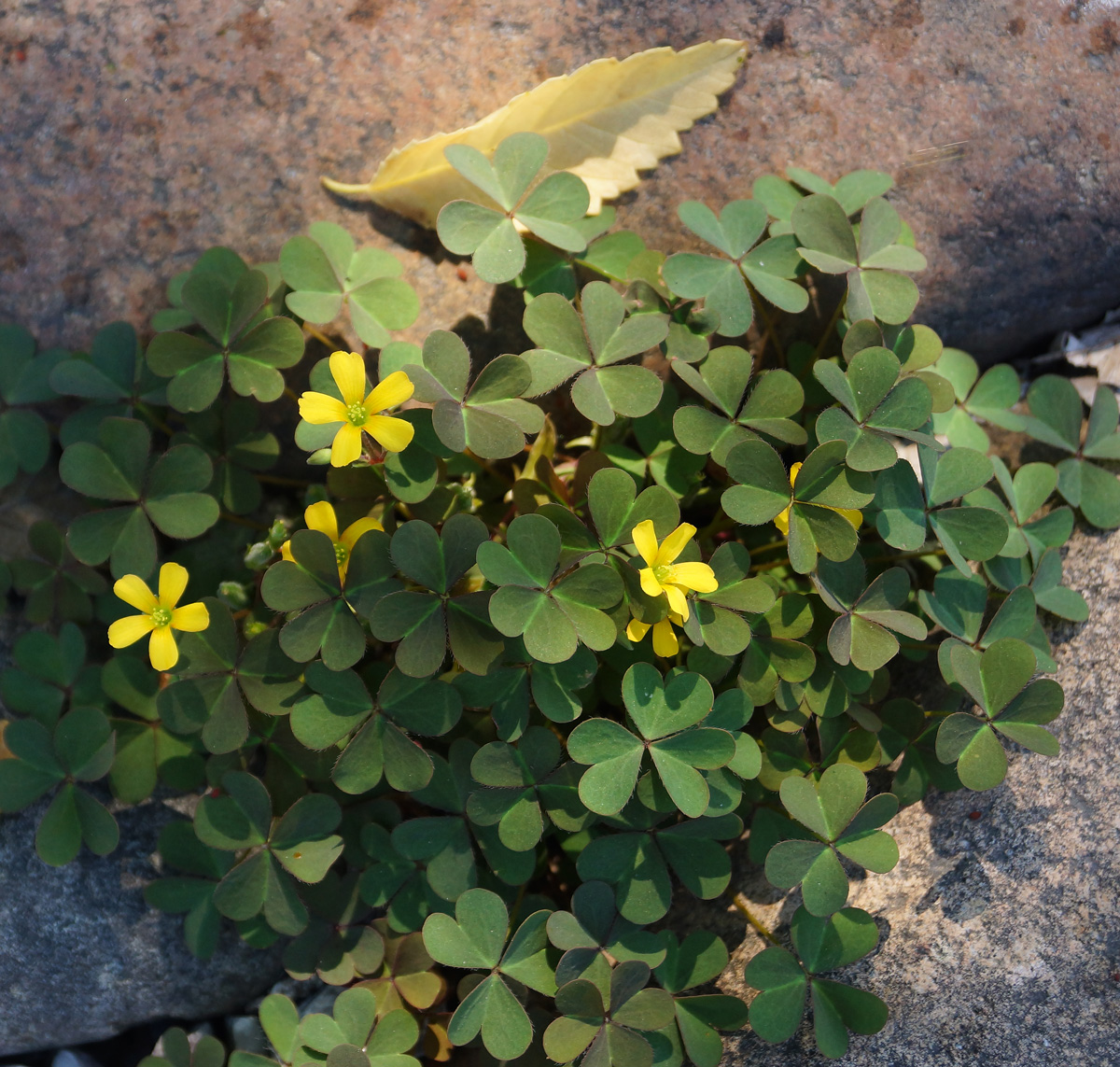 Изображение особи Oxalis corniculata.